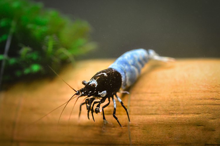 Keeping shrimp in an aquarium