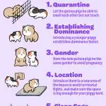Keeping two guinea pigs together: how to introduce and what to do in case of a fight