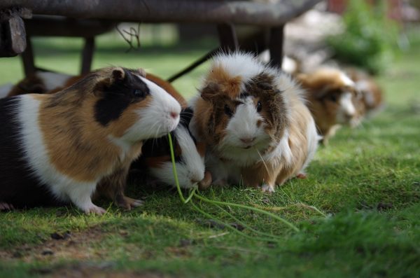 Keeping two guinea pigs together: how to introduce and what to do in case of a fight