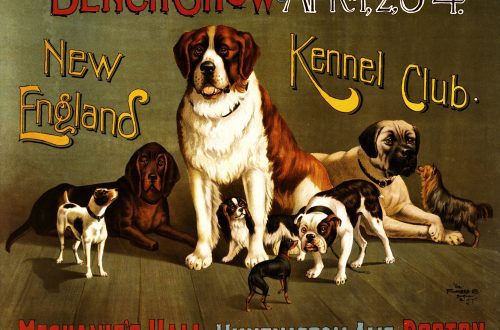 Kennel clubs: what are kennel clubs, unions and federations for?