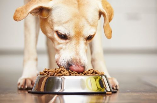 Key points about grain-free dog food
