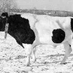 Kholmogory breed of cows: description, milk and meat productivity, geography of distribution