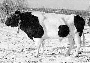 Kholmogory lehmade tõug: kirjeldus, piima ja liha produktiivsus, leviku geograafia