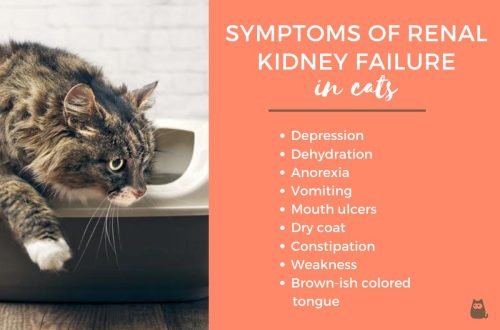 Kidney disease in cats: symptoms and treatment