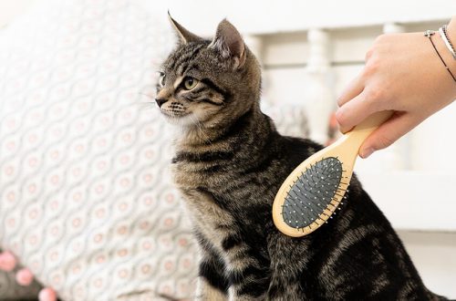 Kitten grooming