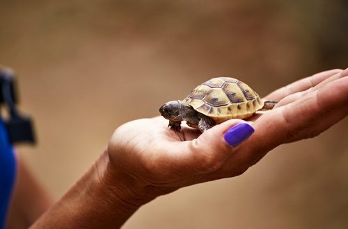 Land tortoise at home: where to buy, how to care for and whether it is worth starting at all