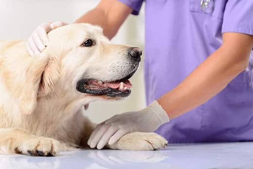 Laser Therapy for Dogs: When It Can Help