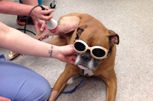 Laser Therapy for Dogs: When It Can Help