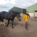 Leading the horse out of the stable on the bit