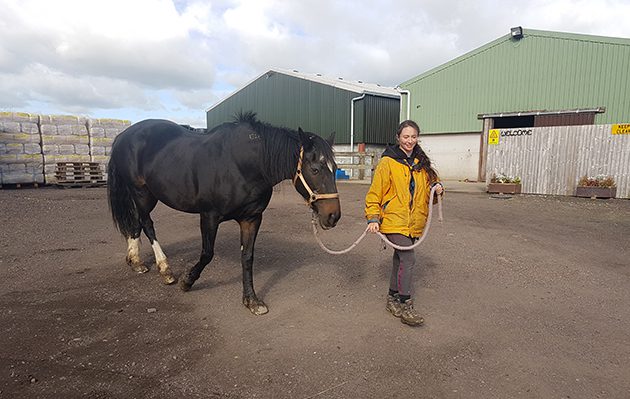 Leading the horse out of the stable on the bit