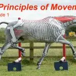 Learning to feel: how are you moving and how is the horse moving?