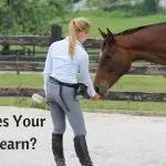 Learning to Understand Horses