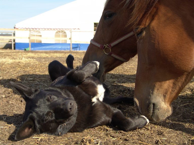 Learning to Understand Horses