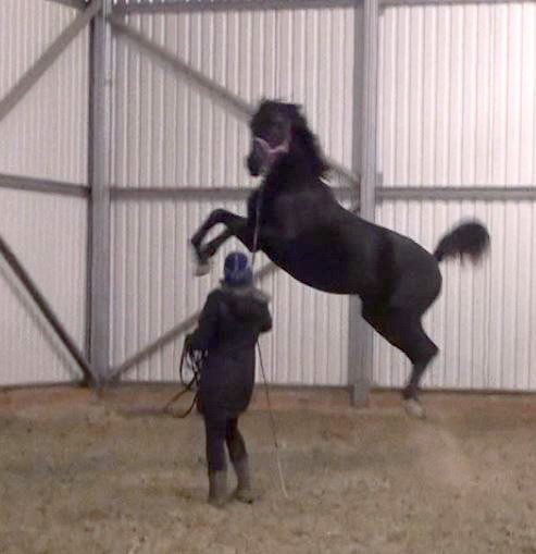 Learning to Understand Horses