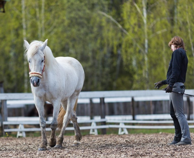 Learning to Understand Horses