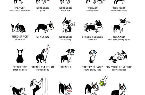 Learning to understand the language of dogs.