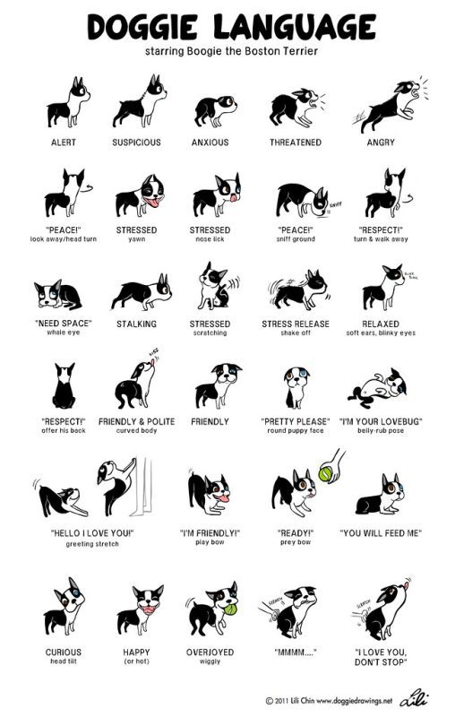Learning to understand the language of dogs.