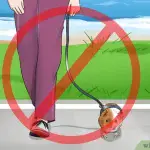 Leash and harness for a guinea pig, how to choose or do it yourself