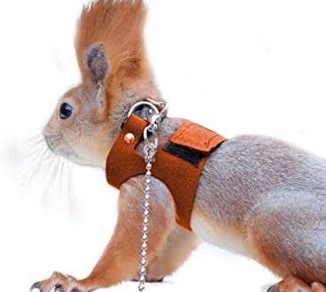 Leash, harness and clothes for chinchillas &#8211; store-bought and do-it-yourself