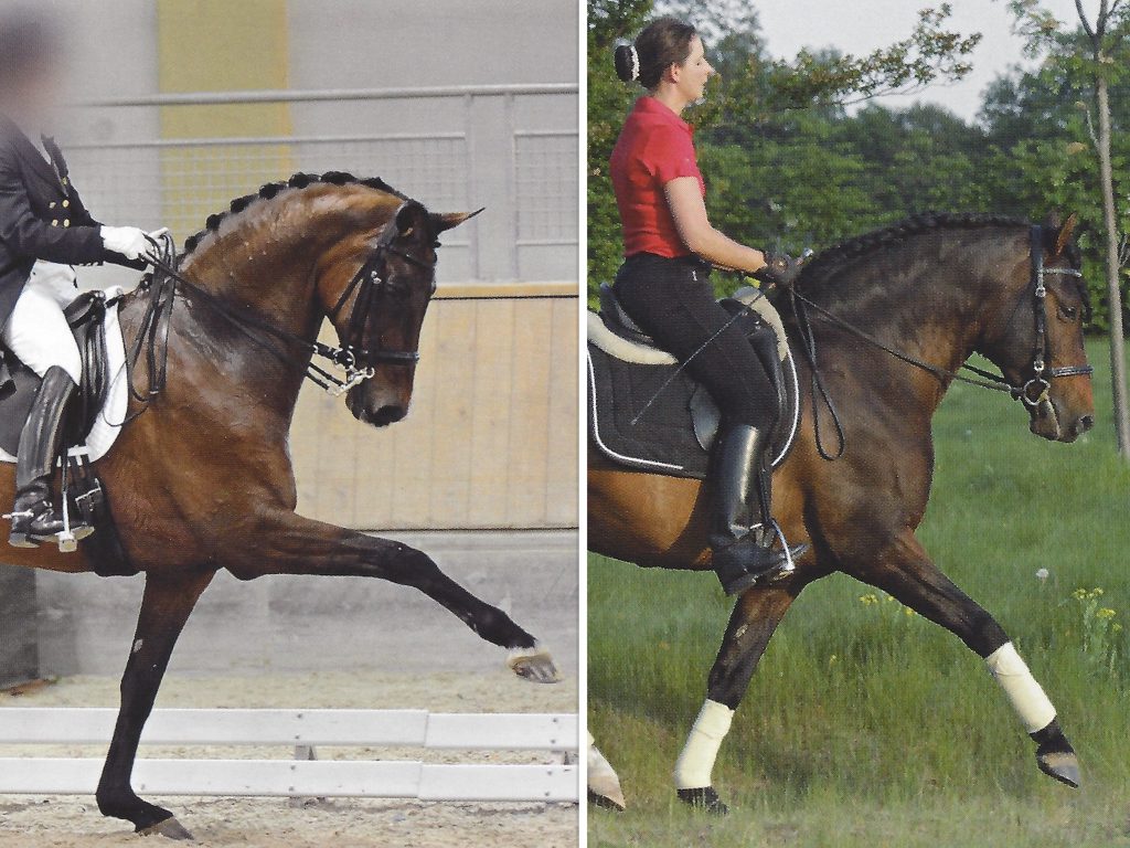 Leg horse and back horse