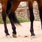 Leg horse and back horse