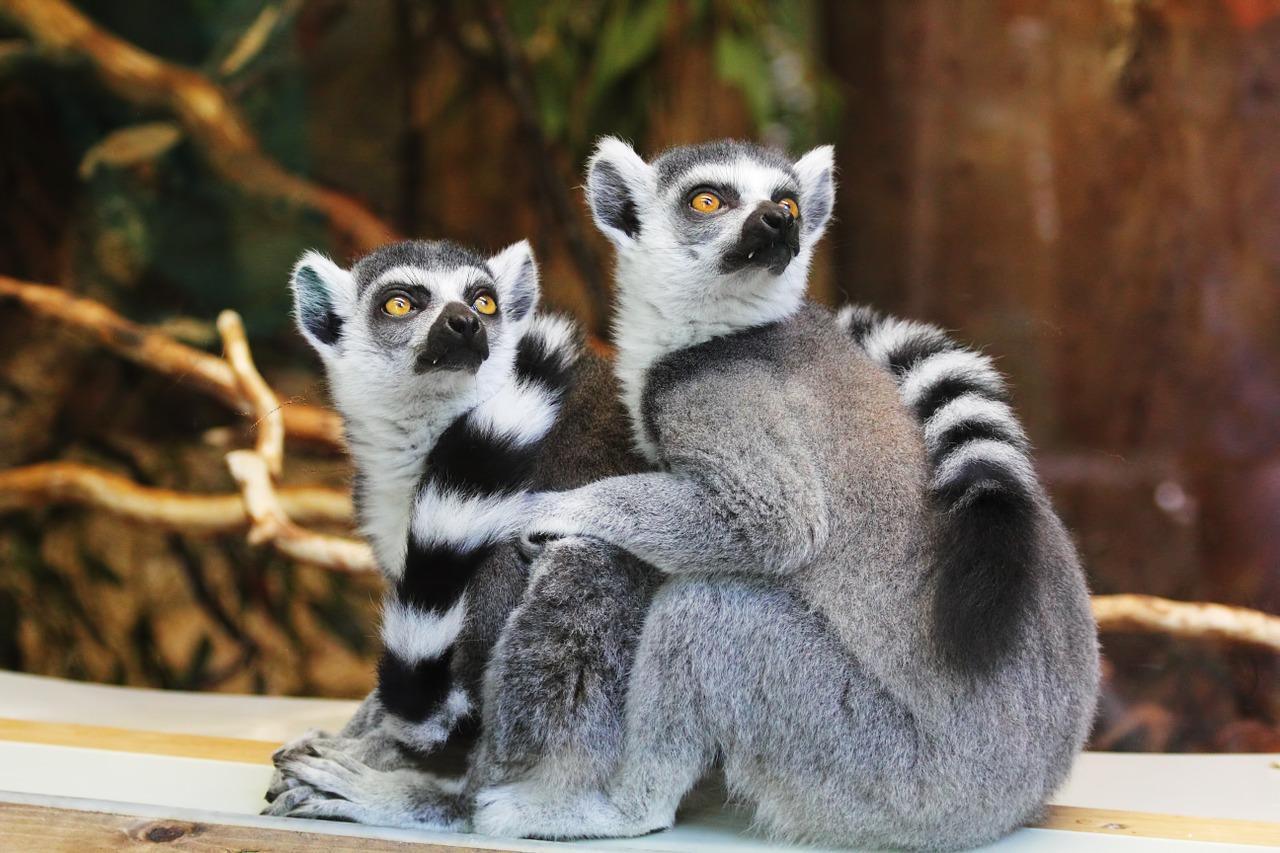 Lemur breeding