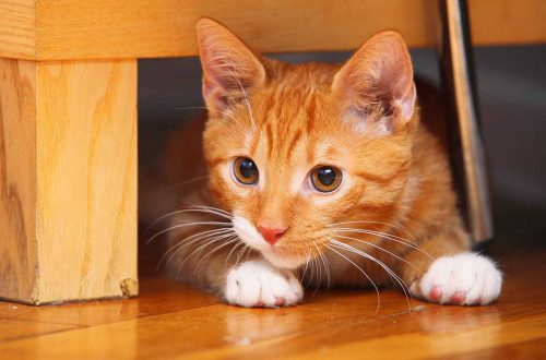 Leo, Ginger or even Prince Harry: 50+ ideas for how to name a ginger kitten