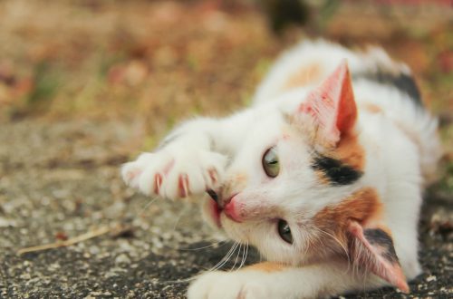 Leptospirosis in cats: symptoms and treatment