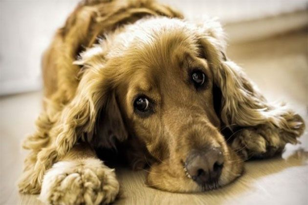 Leptospirosis in dogs and cats