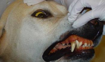Լեպտոսպիրոզ շների մեջ. ախտանիշներ և բուժում