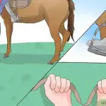 Let’s remember how to hold the reins correctly!