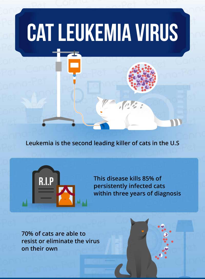 Leukemia in cats: how it is transmitted, what are its symptoms and treatment