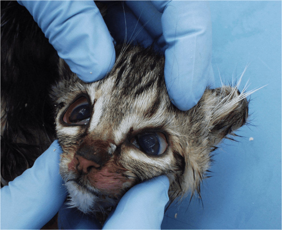 Leukopenia in cats: symptoms and treatment