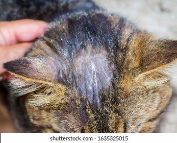 Lichen in cats: symptoms, treatment and prevention