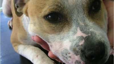 Lichen in dogs: types, symptoms and treatment