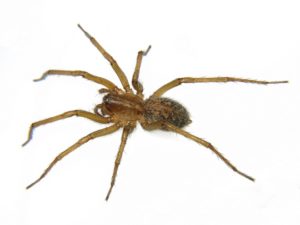 Life span of a house spider