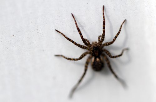 Life span of a house spider