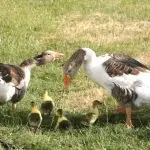 Lindovskaya breed of geese: advantages, disadvantages, breeding features and photos