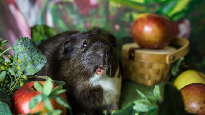 List of vegetables and fruits that can be fed to guinea pigs
