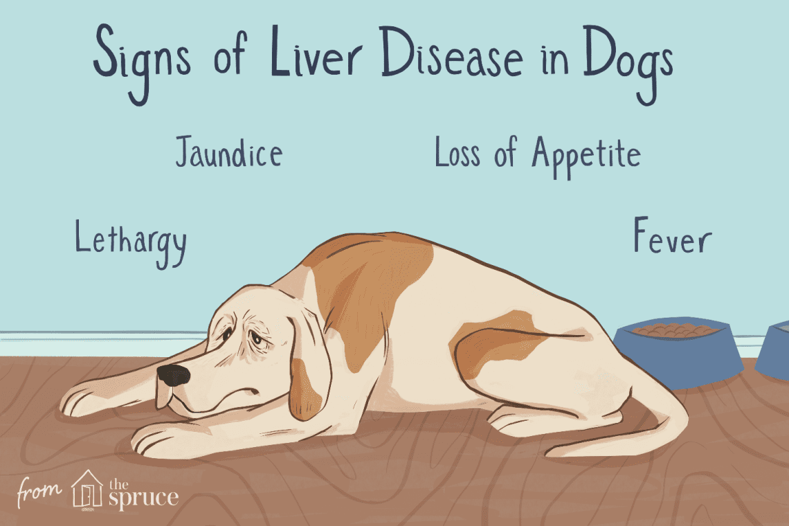 Liver Disease in Dogs: Symptoms and Treatment
