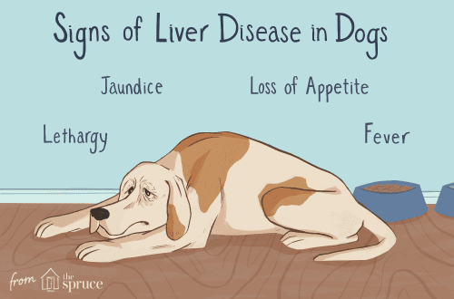 Liver Disease in Dogs: Symptoms and Treatment