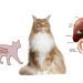 Campylobacteriosis in cats: symptoms and treatment