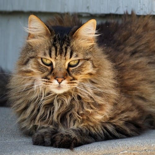 Long-haired cat breeds: features and care