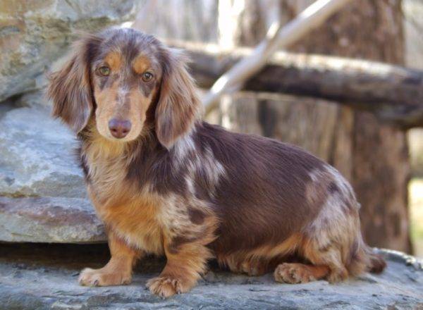 Long-haired dachshund - breed description, care, character, nutrition