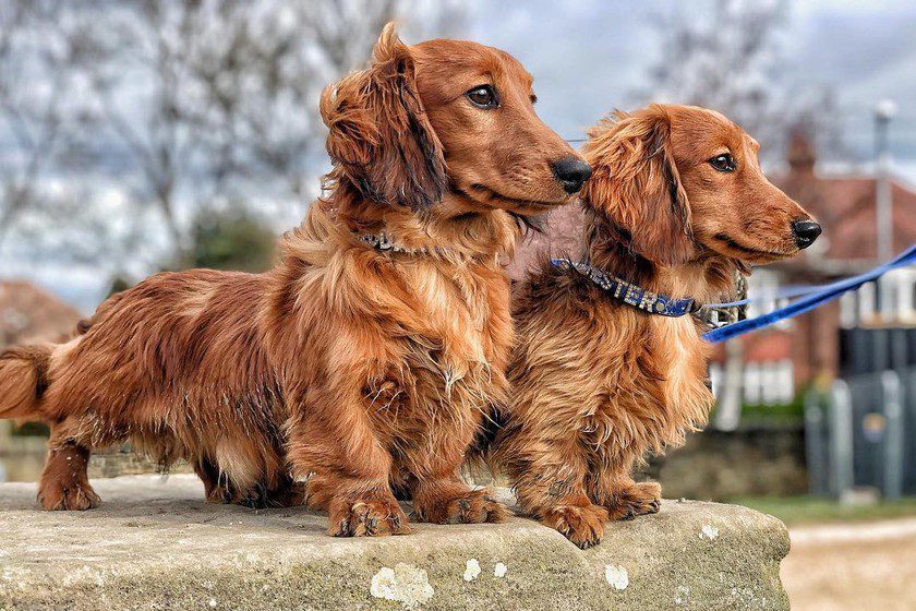 Long-haired dachshund - breed description, care, character, nutrition