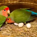 Lovebird parrots: care, maintenance, reproduction
