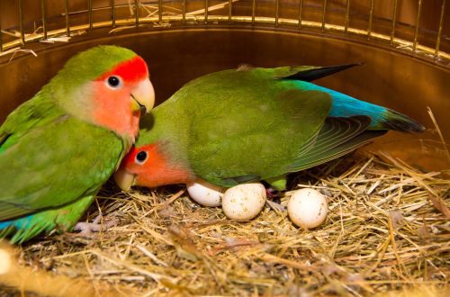 Lovebird papagoid: hooldus, hooldus, paljunemine