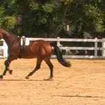 Lunging with a young playful horse