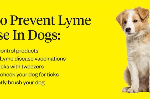 Lyme Disease in Dogs: Symptoms, Diagnosis, Treatment and Prevention