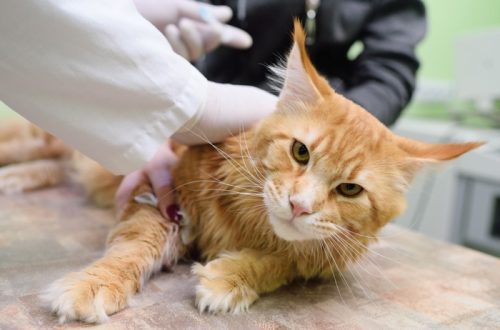 Lymphoma in cats: symptoms and treatment
